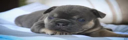 French Bulldog dogs for sale: Mia French Bulldog  - Ad 1