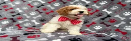 Cockapoo dogs for sale: Lucky - Ad 5