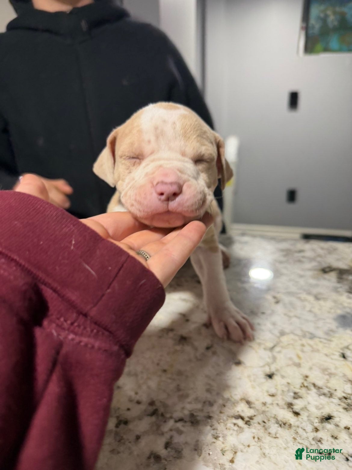 American Bully dogs American Bully Puppy 4 - Ad 36