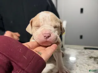 American Bully dogs American Bully Puppy 4 - Ad 36