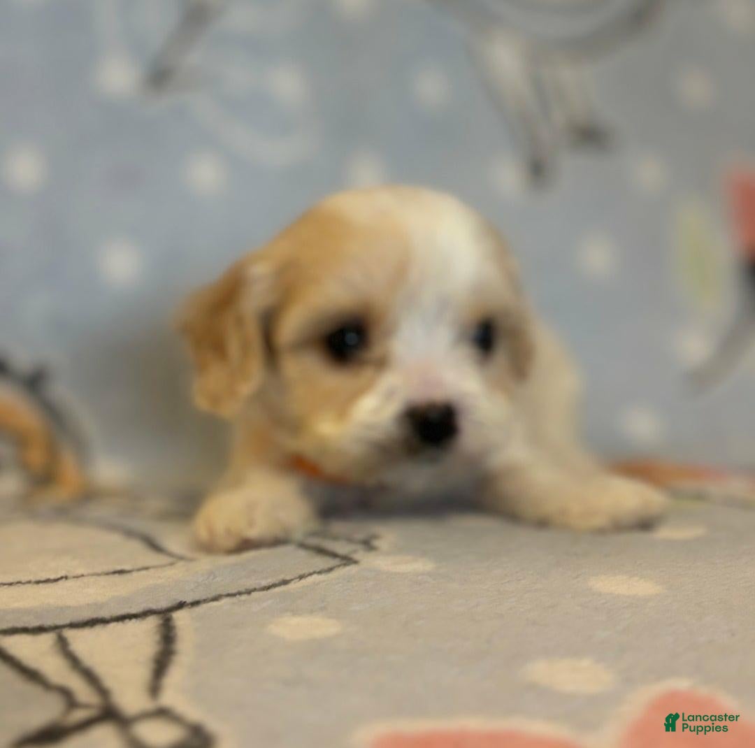 Cavapoo dogs for sale: Bill - Ad 11