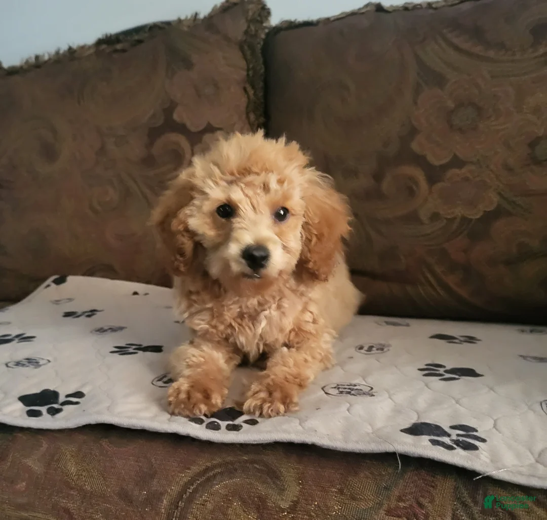 Toy Poodle dogs for sale: Toy Poodle 2 - Ad 5
