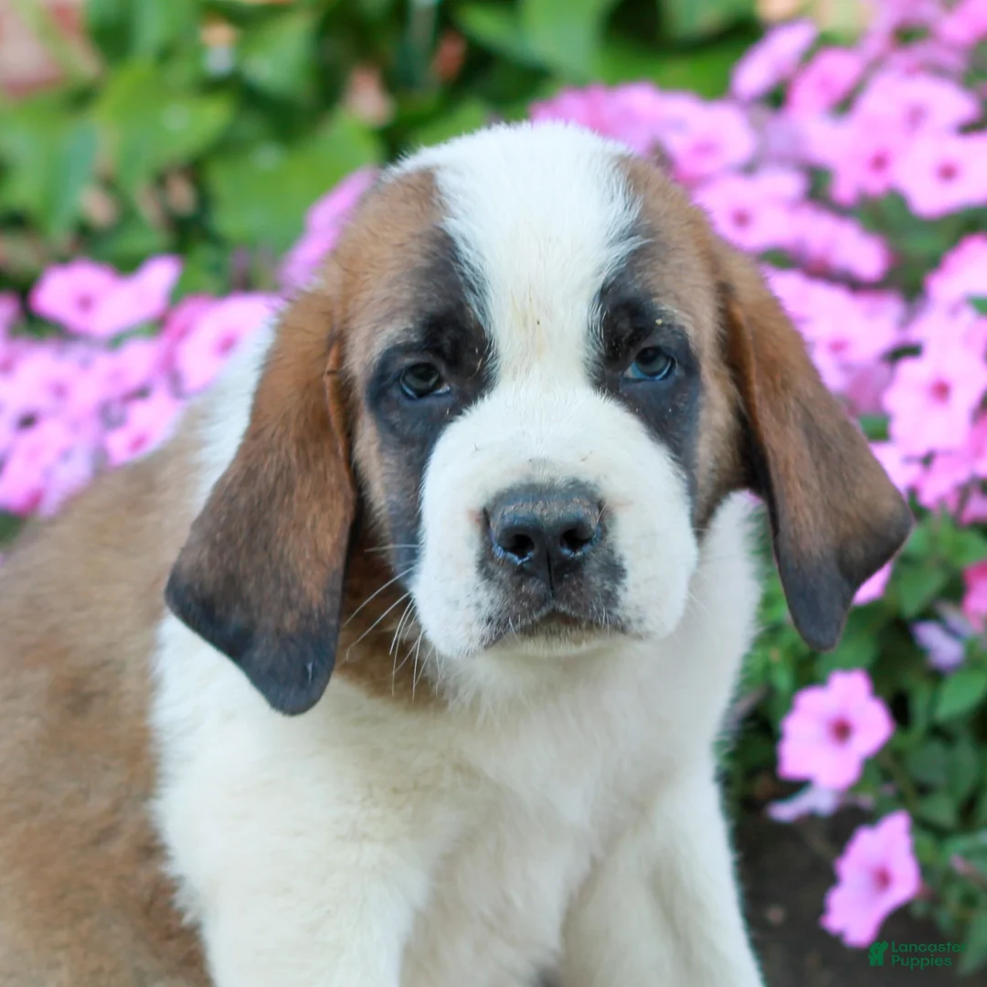 Saint Bernard dogs for sale: Eli  - Ad 1