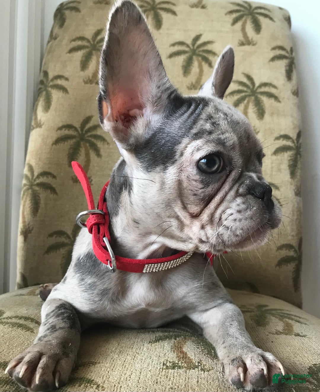 French Bulldog dogs for sale: Chloe  - Ad 4