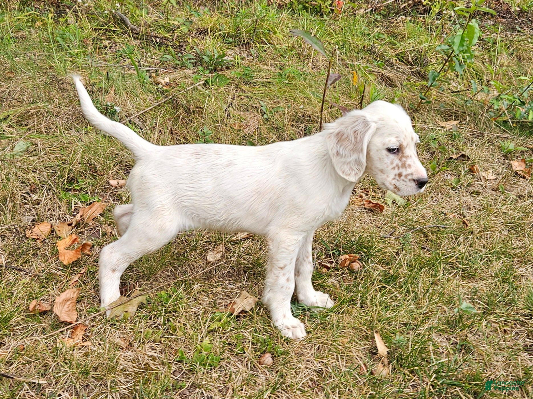English Setter dogs Milton - Ad 2