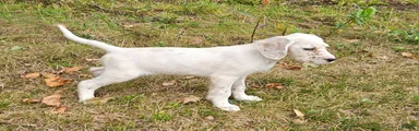 Milton