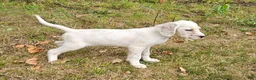 English Setter dogs for sale: Milton - Ad 1