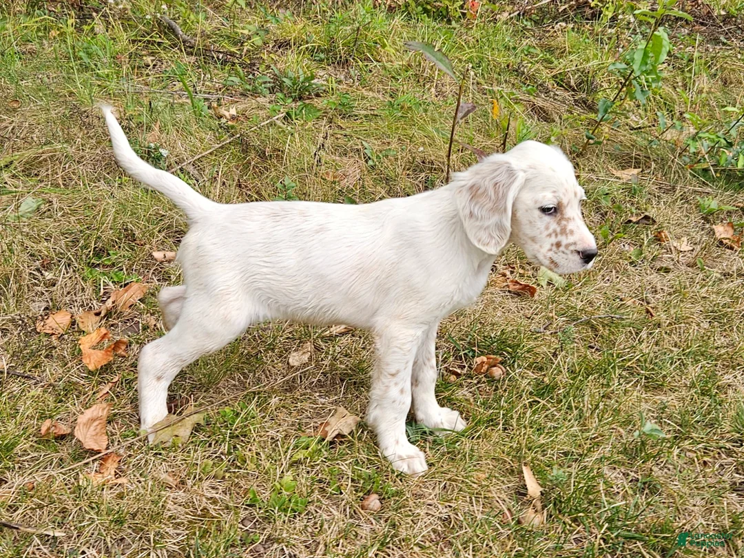 English Setter dogs for sale: Milton - Ad 1