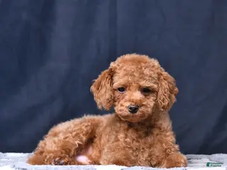 Toy Poodle dogs Asher - Ad 1
