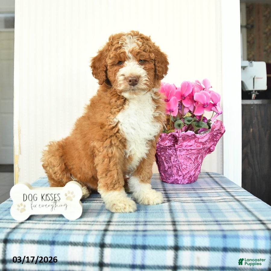 Miniature Poodle dogs Buster - Ad 1