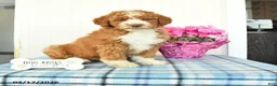 Miniature Poodle dogs for sale: Buster - Ad 1