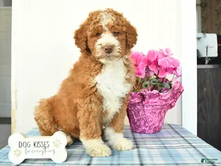 Miniature Poodle dogs for sale: Buster - Ad 1