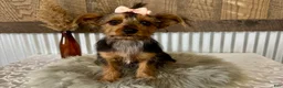 Yorkshire Terrier dogs for sale: Sage - Ad 5