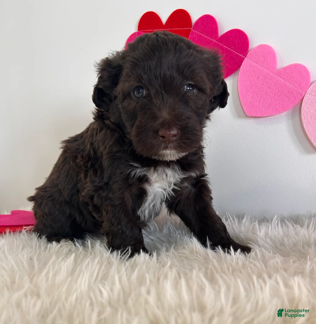 Portuguese Water Dog dogs for sale: Duke - Ad 2