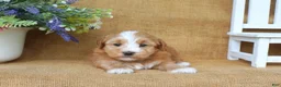 Havanese dogs for sale: Harmony - Ad 6