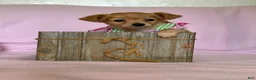 Chiweenie dogs for sale: Lil Red - Ad 3