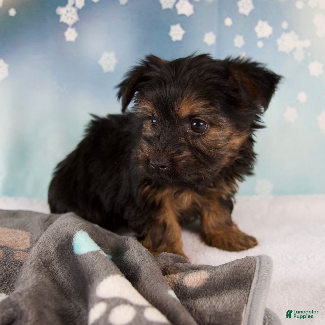 Yorkshire Terrier dogs for sale: Luna - Ad 7
