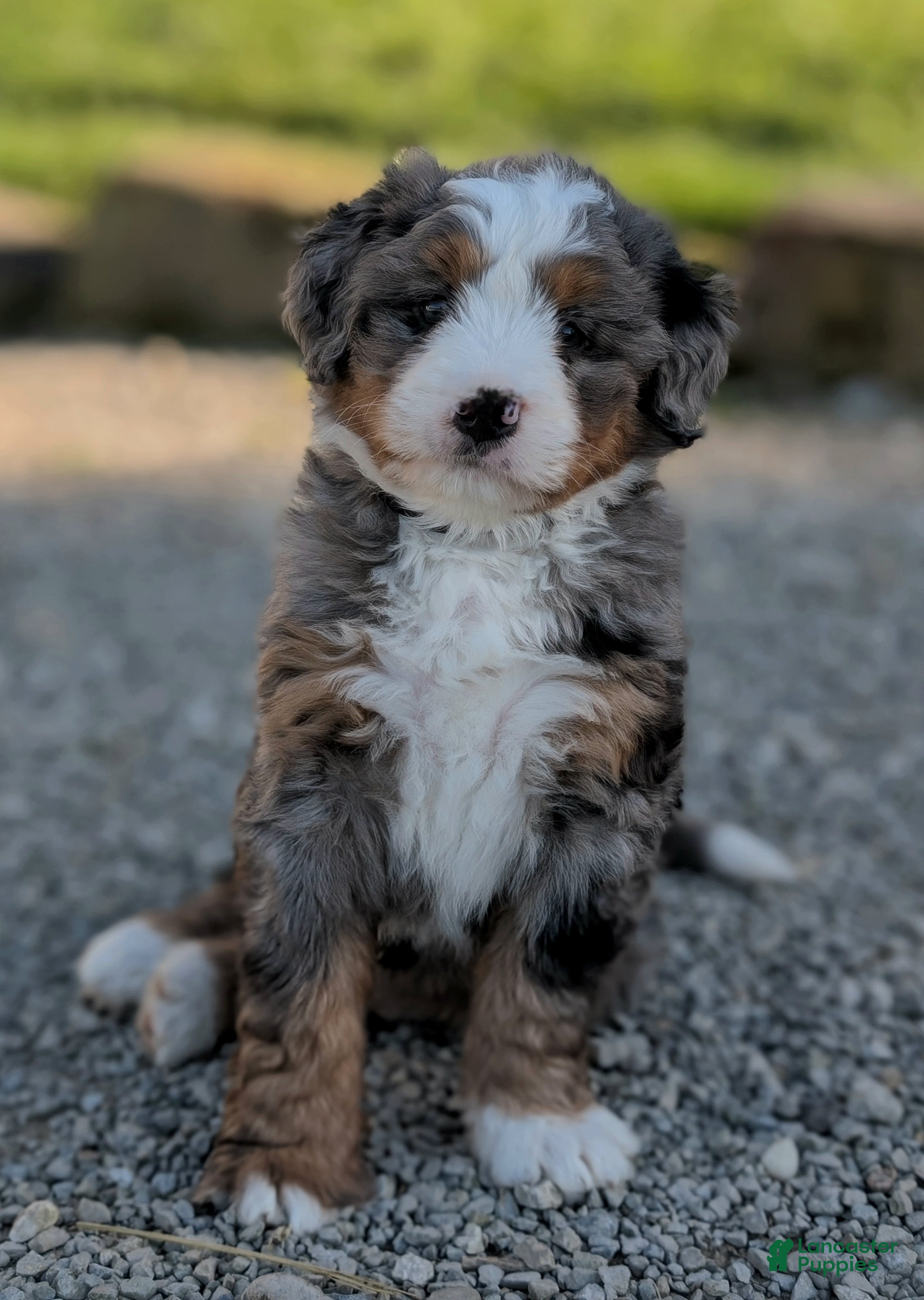Bernedoodle dogs Skylar  - Ad 1