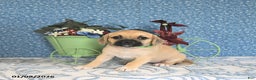 Puggle dogs for sale: Kolina - Ad 5