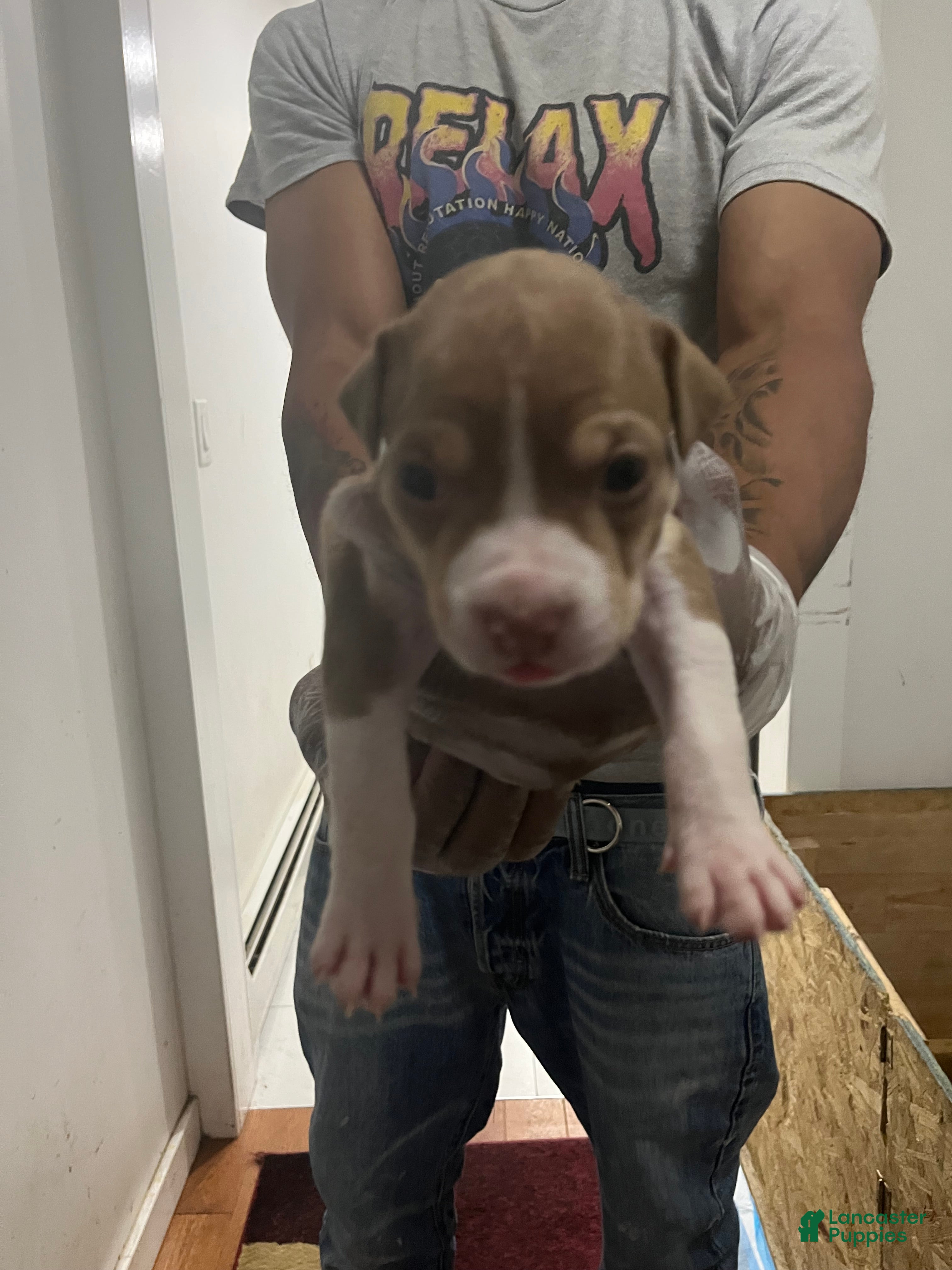 American Pit Bull Terrier dogs American Pit Bull Terrier 7 - Ad 27