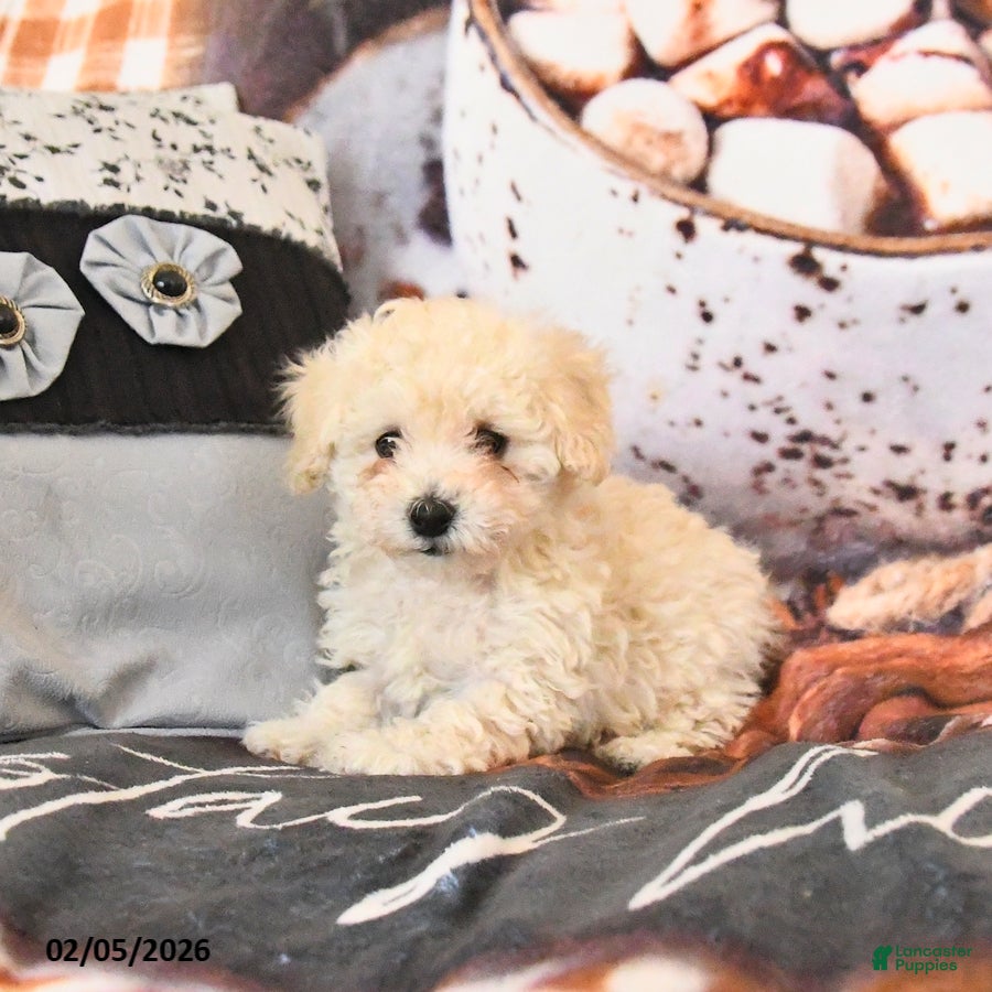 Toy Poodle dogs Annie - Ad 15