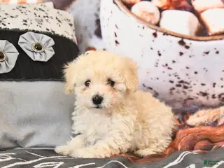Toy Poodle dogs Annie - Ad 15