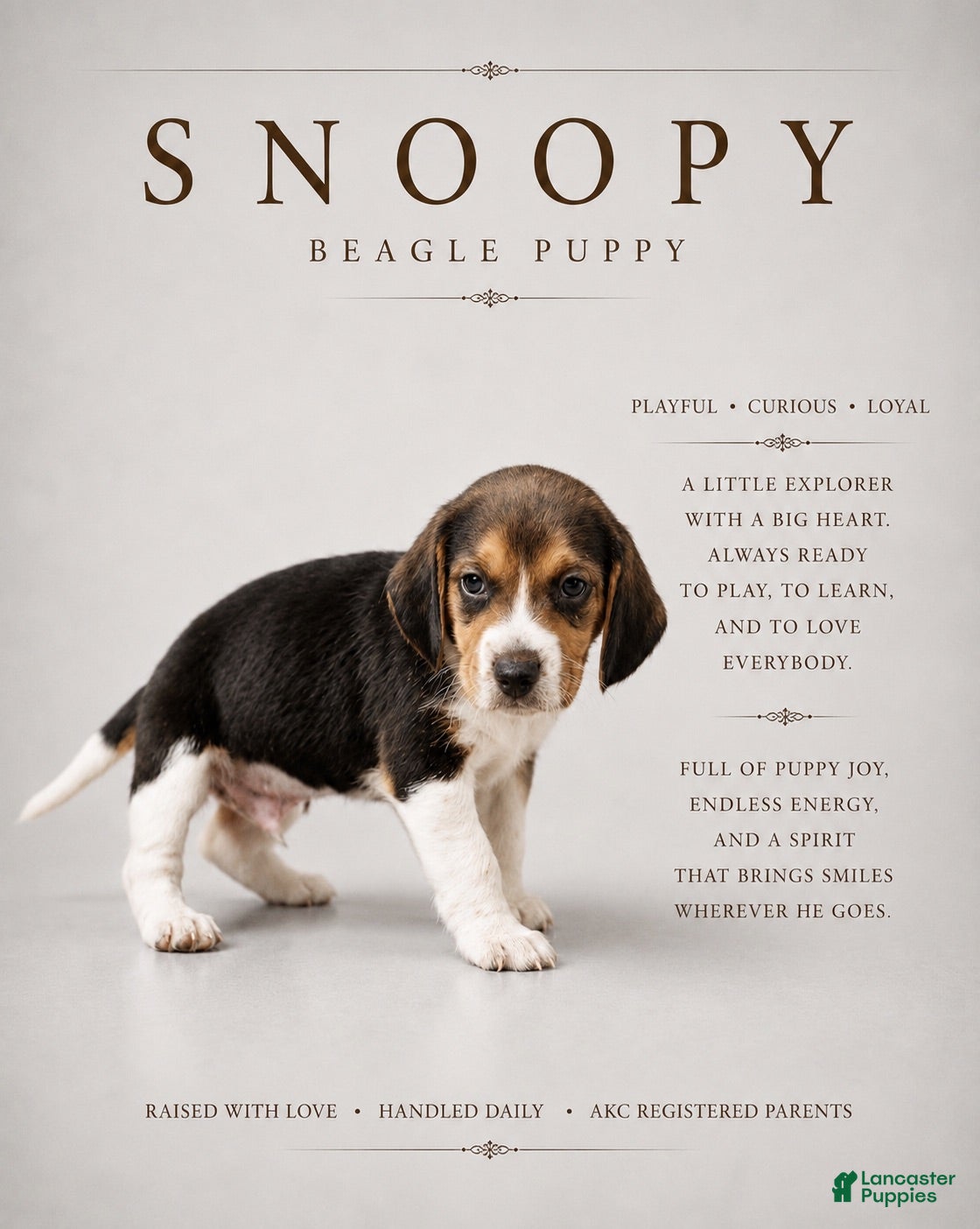 Beagle dogs Snoopy - Ad 9
