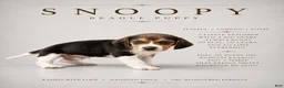 Beagle dogs for sale: Snoopy - Ad 1