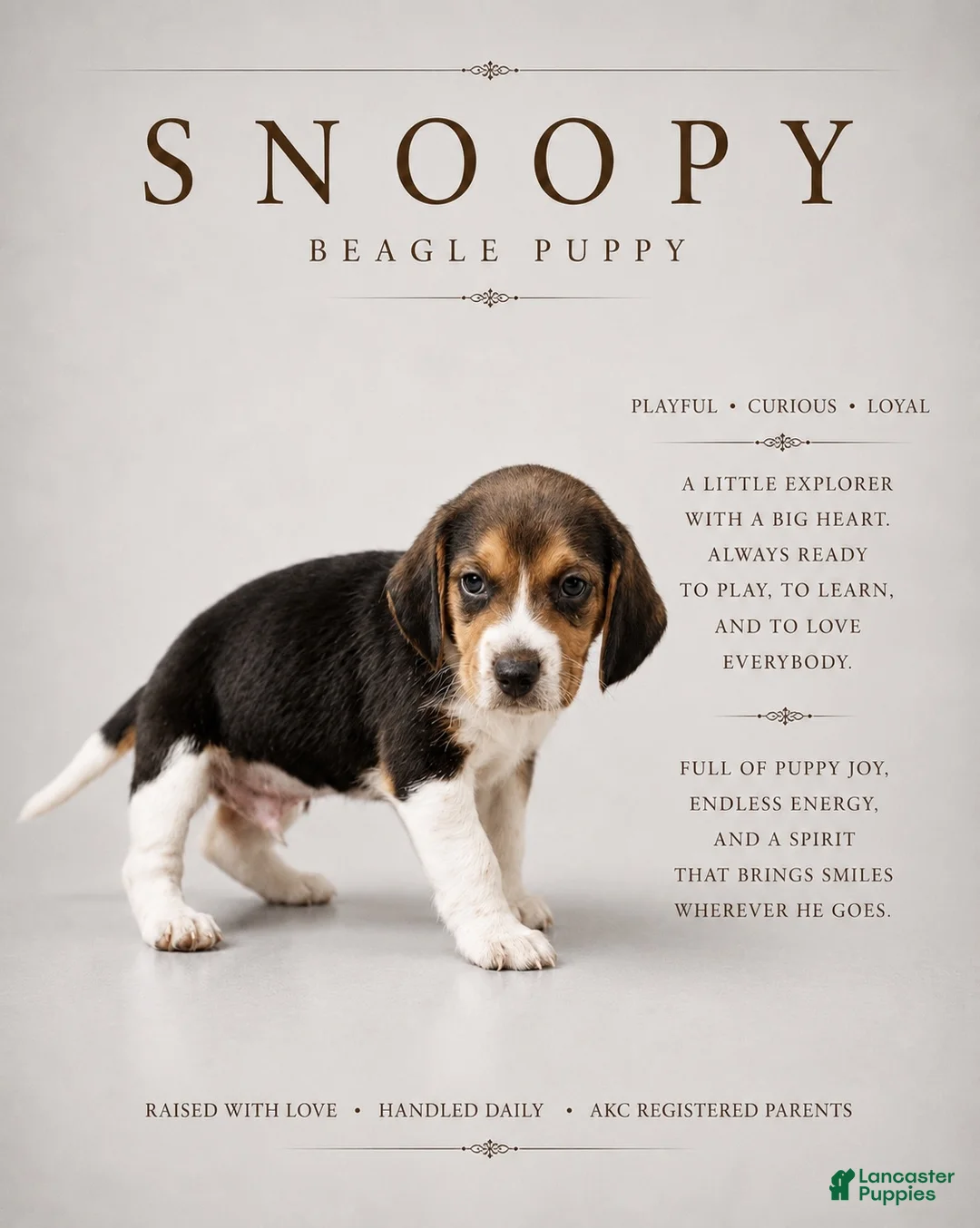 Beagle dogs for sale: Snoopy - Ad 1