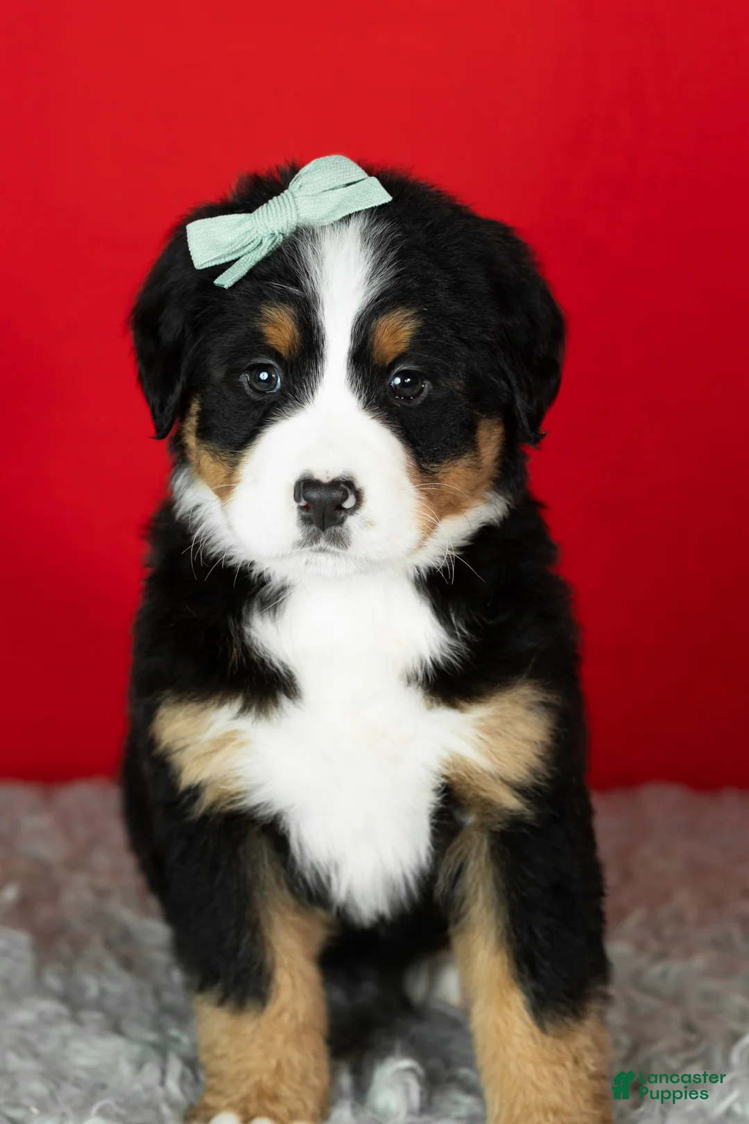 Bernese Mountain Dog dogs for sale: Maple  - Ad 4