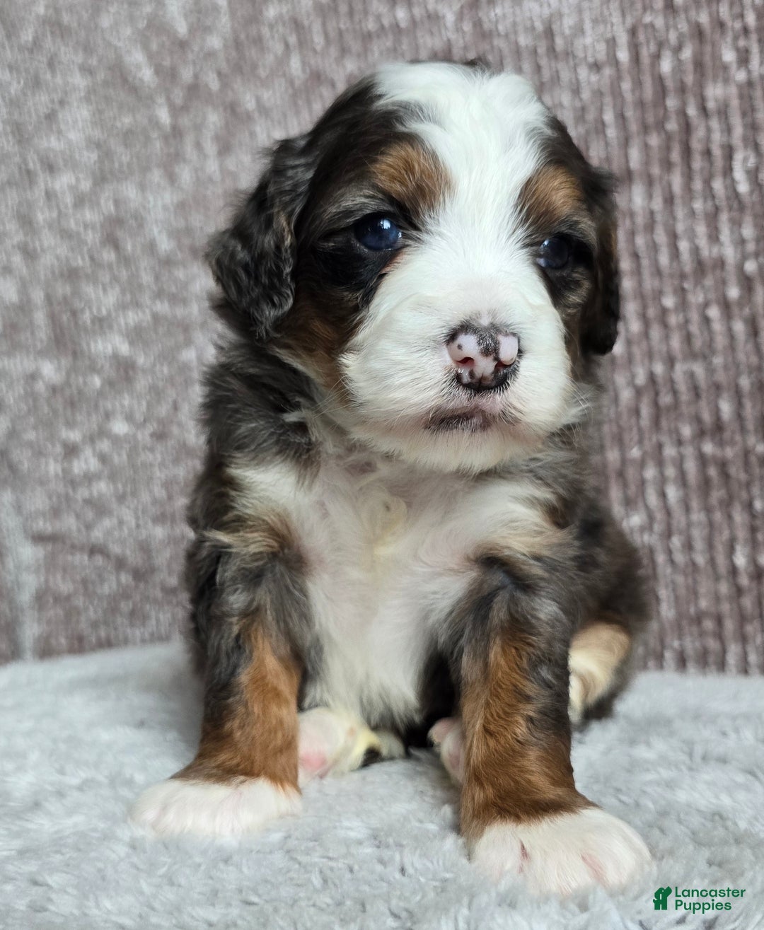 Mini Bernedoodle dogs for sale: Mini Izzy - Ad 7