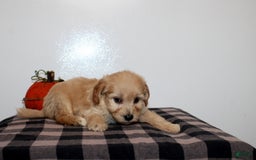 Mini Goldendoodle dogs for sale: Draylen - Image 4