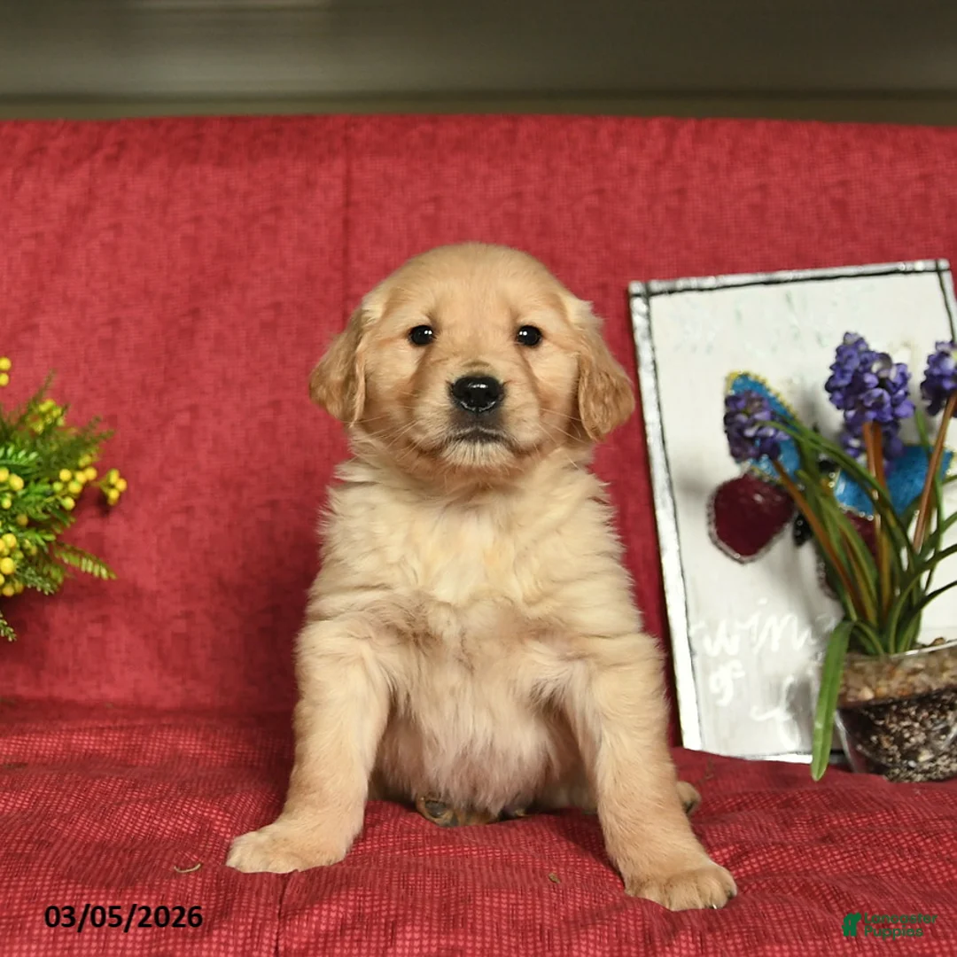 Golden Retriever dogs for sale: Pirate  - Ad 5