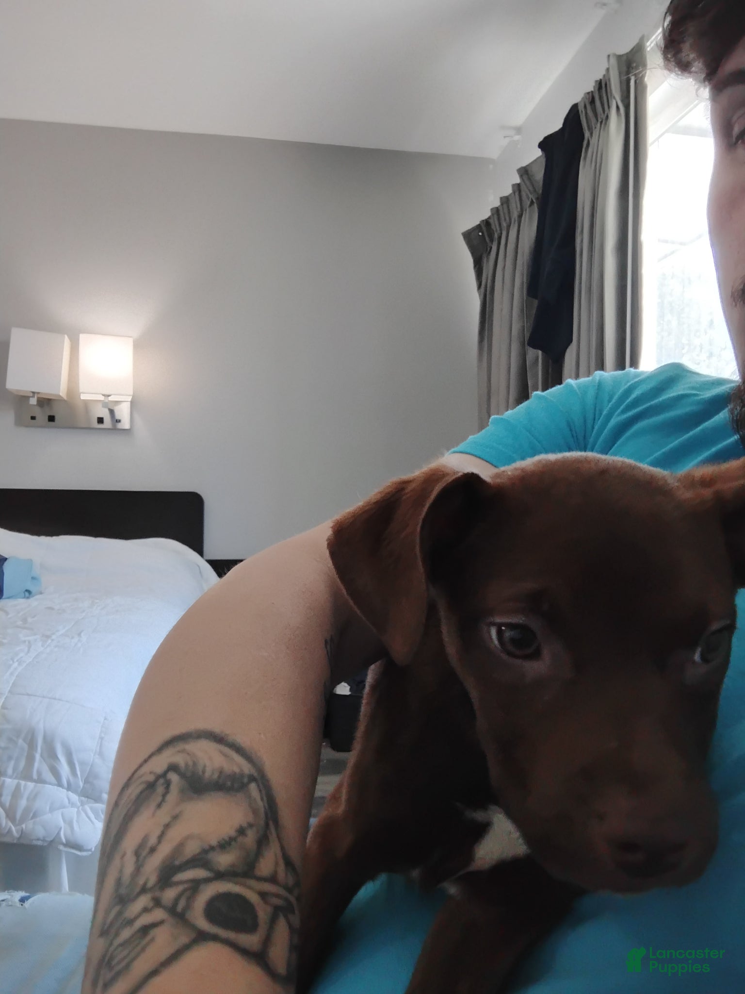 Mixed Breed dogs Mixed Breed Puppy 1 - Ad 7