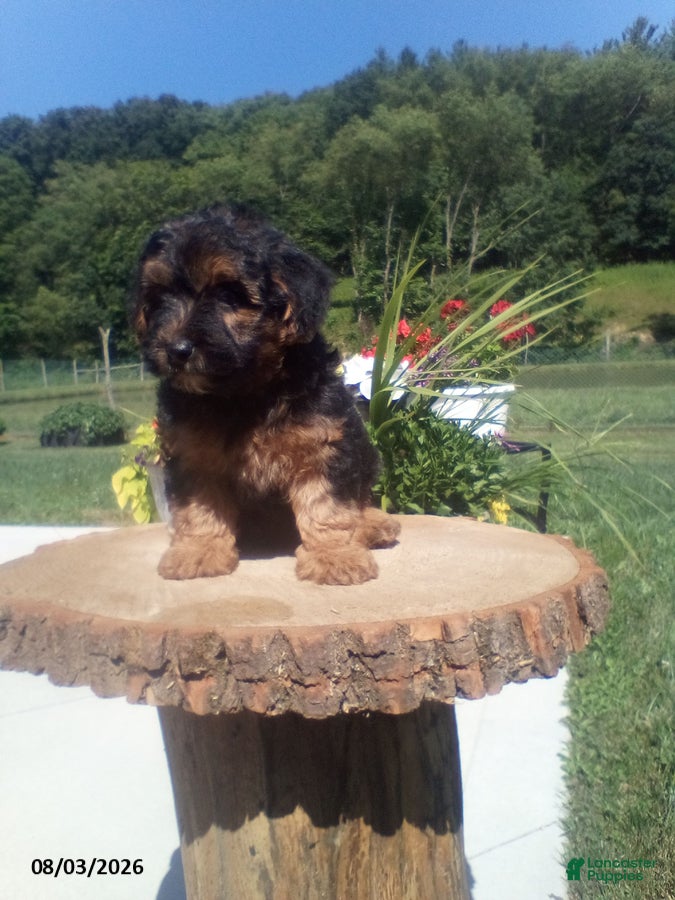 Yorkiepoo dogs Teddy - Ad 2