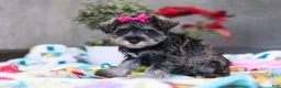 Miniature Schnauzer dogs for sale: Mila - Ad 5