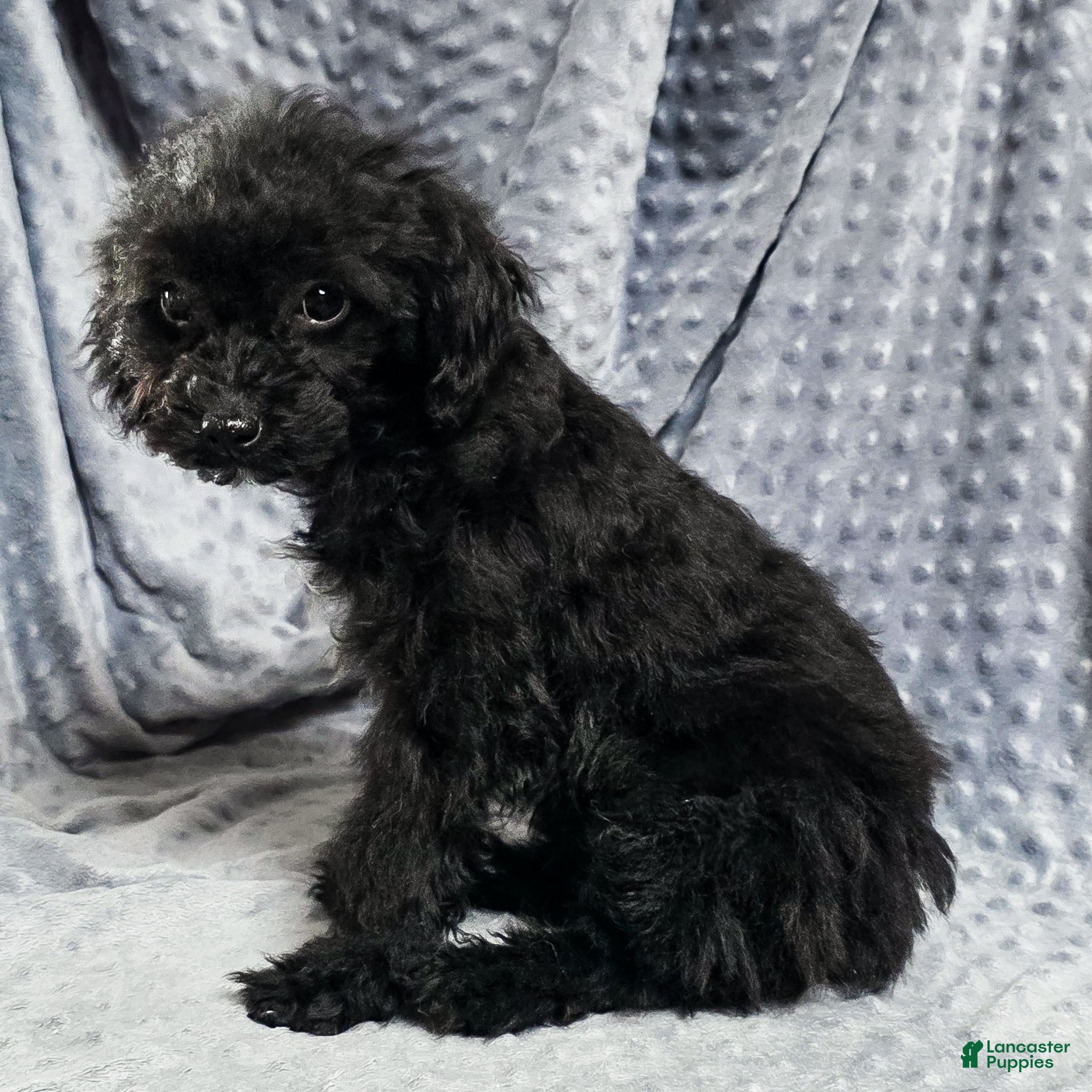 Mixed Breed dogs Dixon - Ad 2