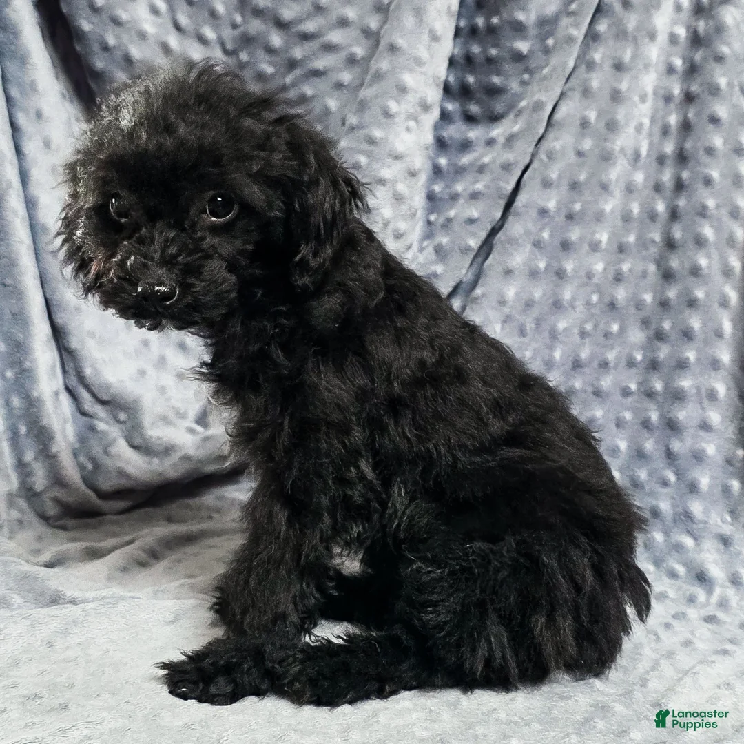 Mixed Breed dogs for sale: Dixon - Ad 2