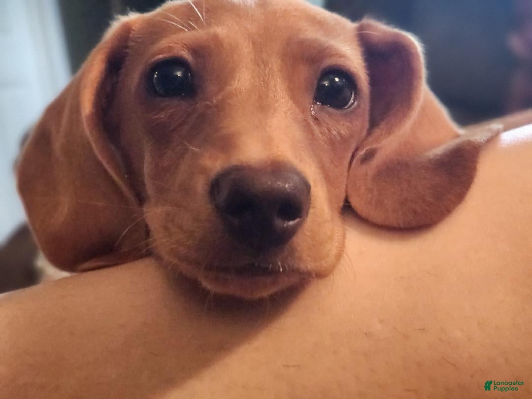 Miniature Dachshund dogs Miniature Dachshund Puppy  - Ad 14