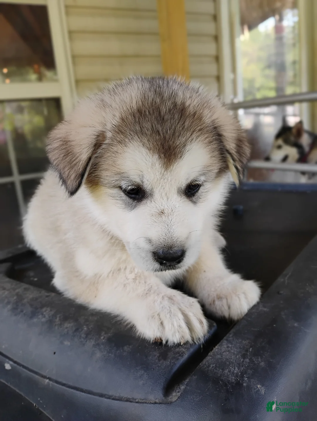Alaskan Malamute dogs for sale: Alaskan Malamute Puppy 4 - Ad 2
