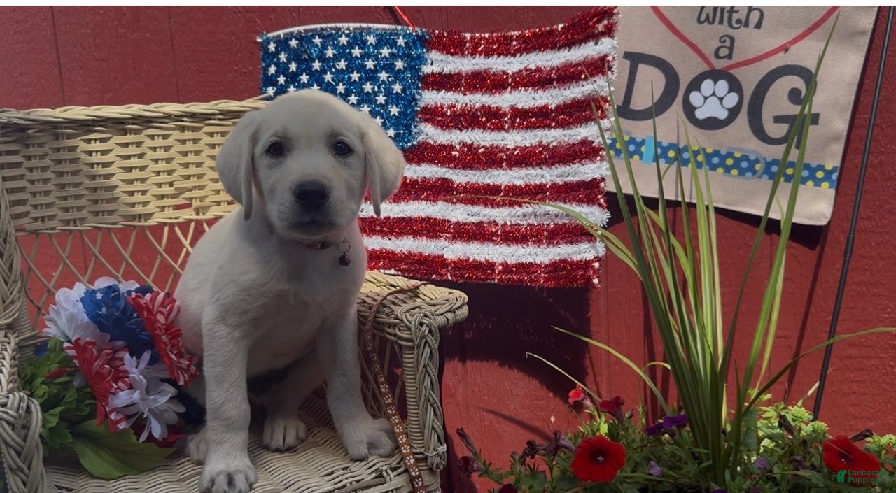 Labrador Retriever dogs for sale: Benny_Male - Ad 6
