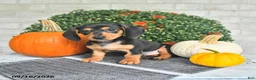 Miniature Dachshund dogs for sale: Parker - Ad 3