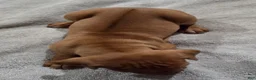 Rhodesian Ridgeback dogs for sale: Lil' Red - Ad 2