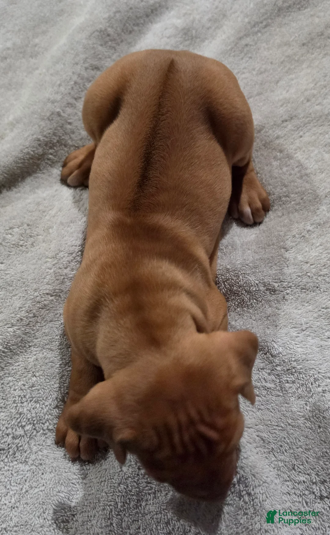 Rhodesian Ridgeback dogs for sale: Lil' Red - Ad 2