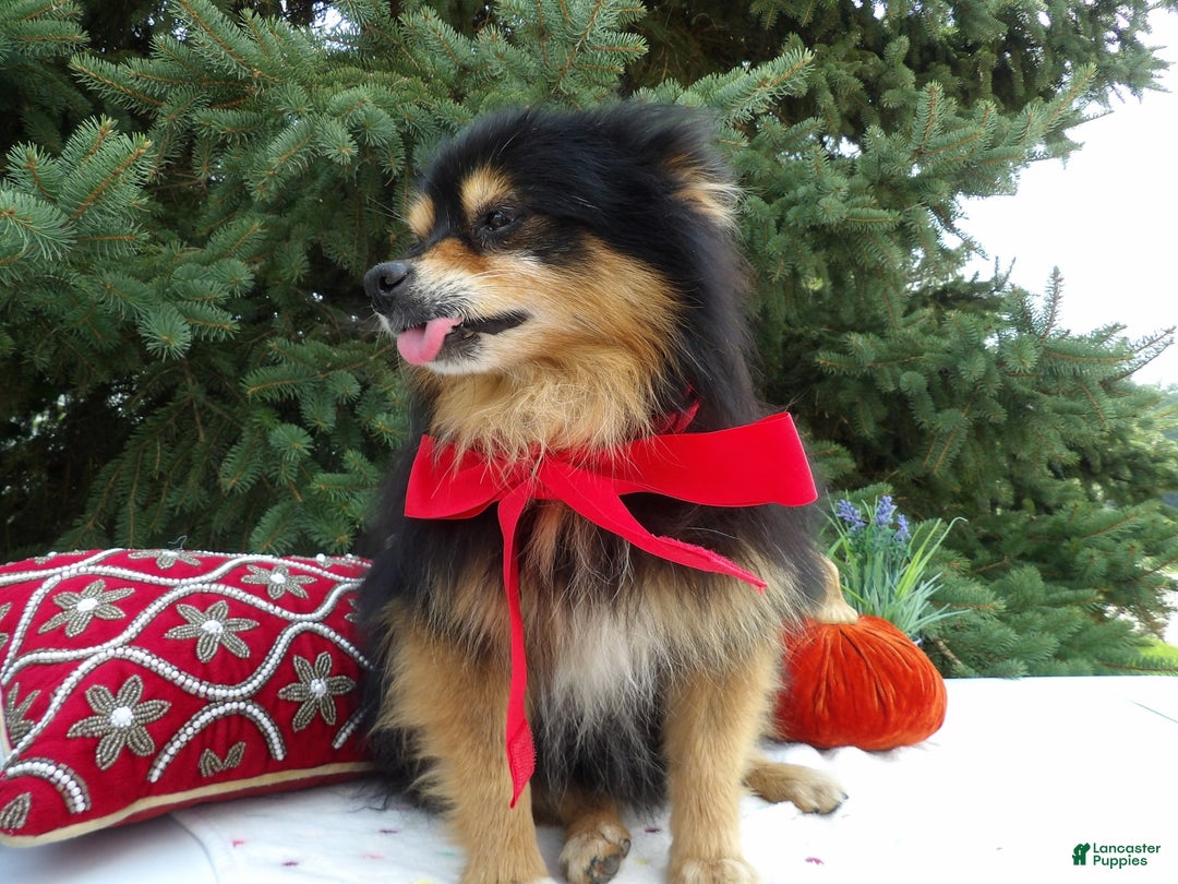 Pomeranian dogs for sale: Roger - Ad 3