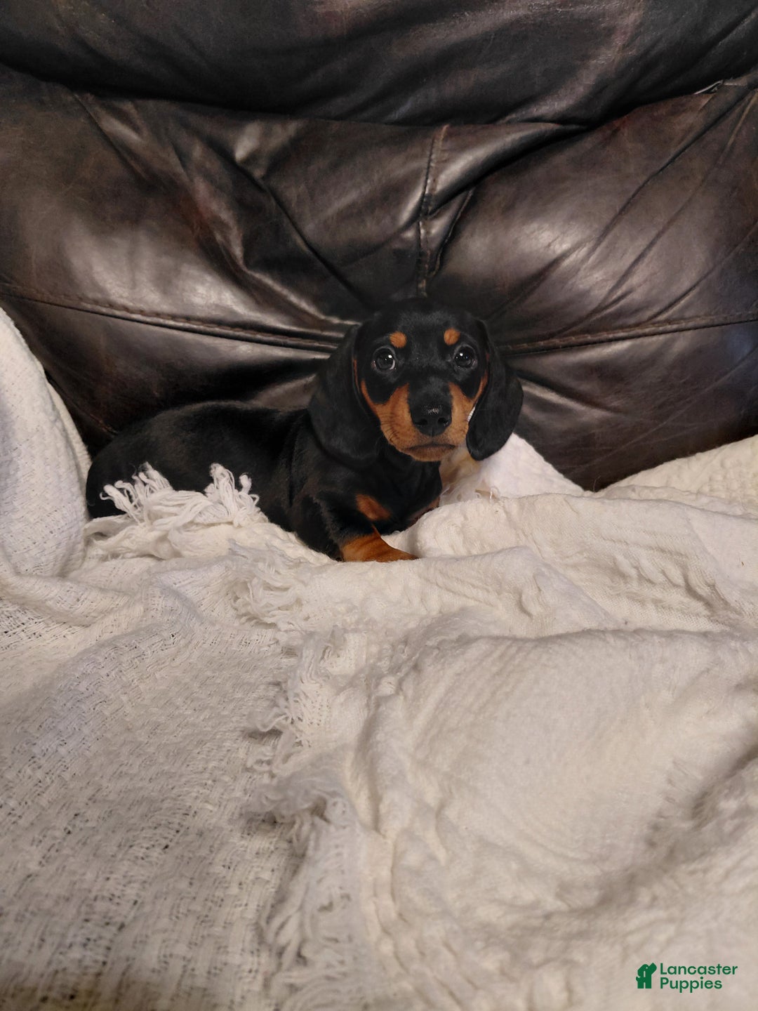 Miniature Dachshund dogs for sale: Leroy  - Ad 7