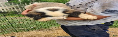 Saint Bernard 2