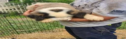 Saint Bernard dogs for sale: Saint Bernard 2 - Ad 1