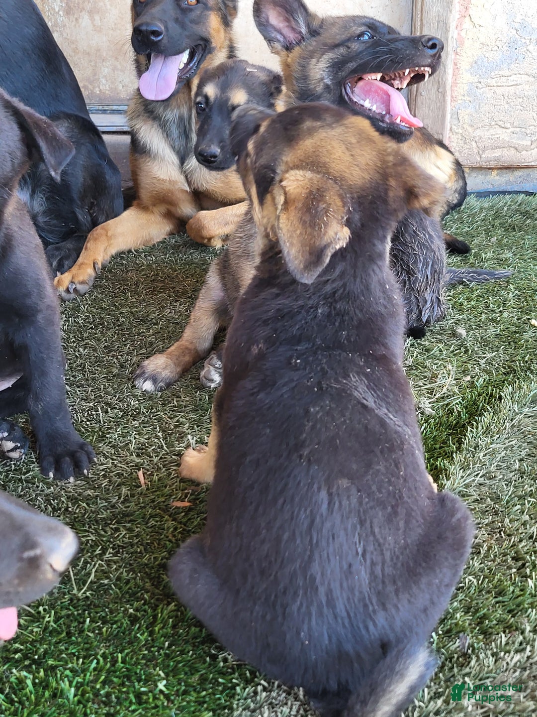 Mixed Breed dogs for sale: Mixed Breed Puppy 1 - Ad 4