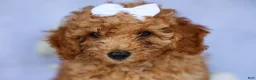 Miniature Poodle dogs for sale: WALTER - Ad 12